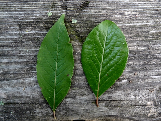 {Viburnum prunifolium}